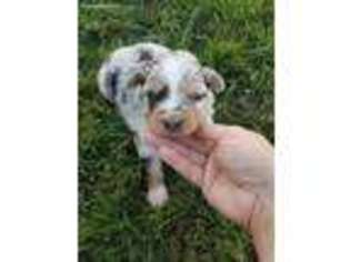 Miniature Australian Shepherd Puppy for sale in Coleman, OK, USA