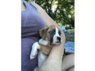 Boxer Puppy for sale in Canton, CT, USA