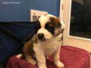 Saint Bernard Puppy for sale in South Solon, OH, USA