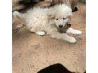 Samoyed Puppy for sale in Manistee, MI, USA