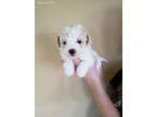 Mutt Puppy for sale in Pisgah, AL, USA