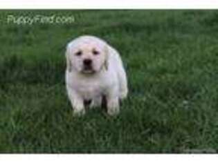 Labrador Retriever Puppy for sale in Sherwood, MI, USA