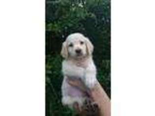 Goldendoodle Puppy for sale in Camden, NY, USA