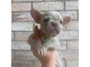 French Bulldog Puppy for sale in Cedar Hill, TX, USA