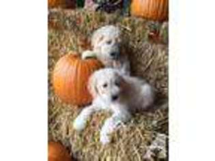 Mutt Puppy for sale in ALEXANDRIA, IN, USA