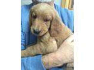 Goldendoodle Puppy for sale in Monument, CO, USA