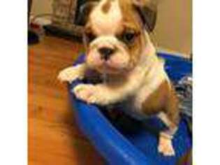 Bulldog Puppy for sale in Horse Cave, KY, USA
