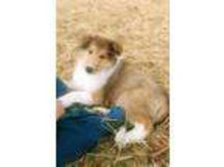Collie Puppy for sale in Woodbury, TN, USA