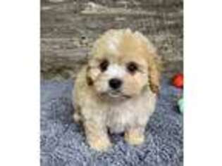 Cavachon Puppy for sale in Durant, OK, USA