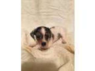 Dachshund Puppy for sale in Broxton, GA, USA