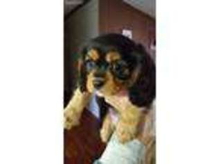 Cavalier King Charles Spaniel Puppy for sale in Alvarado, TX, USA