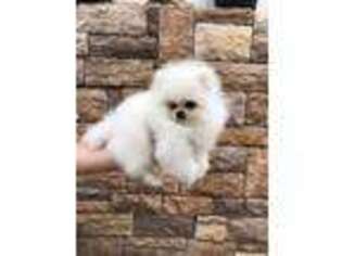 Pomeranian Puppy for sale in Staten Island, NY, USA