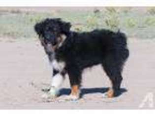 Australian Shepherd Puppy for sale in CHANDLER, AZ, USA