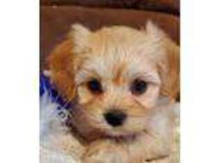 Cavachon Puppy for sale in Doon, IA, USA