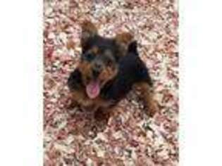 Australian Terrier Puppy for sale in Mooers, NY, USA