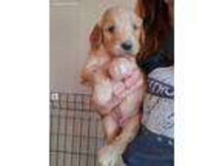 Goldendoodle Puppy for sale in Anadarko, OK, USA