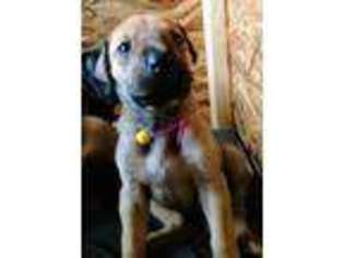 Great Dane Puppy for sale in Ethridge, TN, USA