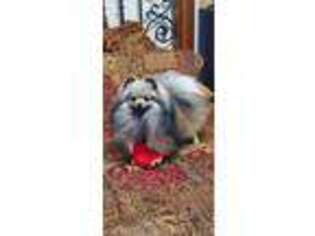 Pomeranian Puppy for sale in Mount Vernon, MO, USA