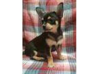 Chihuahua Puppy for sale in Frankfort, IL, USA