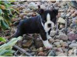 Boston Terrier Puppy for sale in LINCOLN, NE, USA