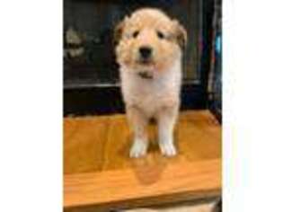 Collie Puppy for sale in Waxhaw, NC, USA