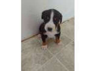 Greater Swiss Mountain Dog Puppy for sale in Christiana, PA, USA