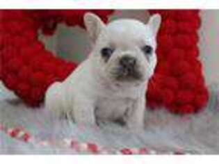 French Bulldog Puppy for sale in Battle Creek, MI, USA