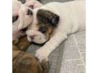 Bulldog Puppy for sale in Rochester, NH, USA