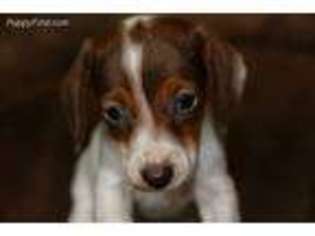Dachshund Puppy for sale in Anthony, NM, USA