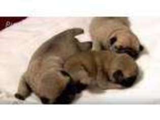 Pug Puppy for sale in FREMONT, CA, USA