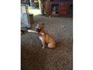 French Bulldog Puppy for sale in Ossian, IN, USA