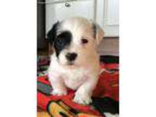 Jack Russell Terrier Puppy for sale in London, KY, USA