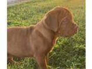American Bull Dogue De Bordeaux Puppy for sale in Liberty Center, IN, USA