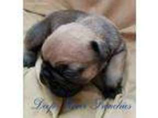 French Bulldog Puppy for sale in Alexandria, LA, USA