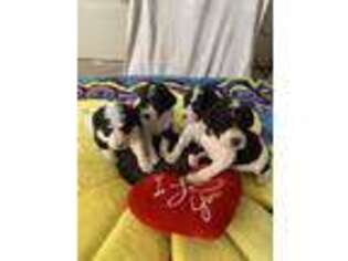 Mutt Puppy for sale in Madison, TN, USA