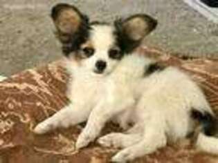 Papillon Puppy for sale in Jamestown, CA, USA
