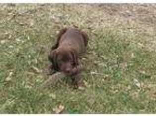 German Shorthaired Pointer Puppy for sale in Manchester, IA, USA