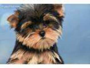 Yorkshire Terrier Puppy for sale in Bellingham, WA, USA