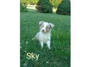 Miniature Australian Shepherd Puppy for sale in Frederick, MD, USA