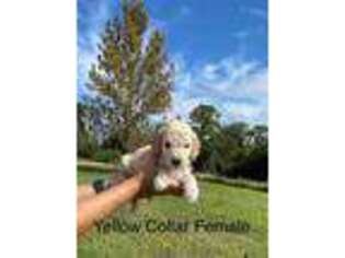 Goldendoodle Puppy for sale in Saint Cloud, FL, USA