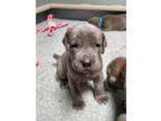 Cane Corso Puppy for sale in Annapolis, MD, USA