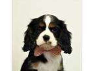 Cavalier King Charles Spaniel Puppy for sale in Denair, CA, USA