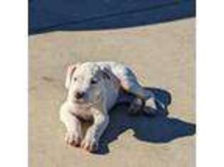 Dogo Argentino Puppy for sale in Astatula, FL, USA