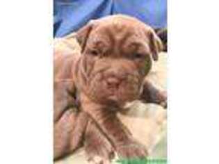 Mutt Puppy for sale in Clifton, NJ, USA