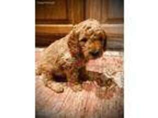 Goldendoodle Puppy for sale in Emory, TX, USA