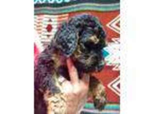 Goldendoodle Puppy for sale in Duluth, MN, USA
