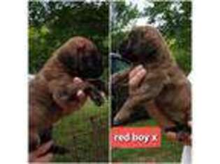 Mastiff Puppy for sale in Troy, NC, USA