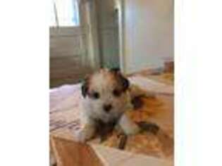 Lhasa Apso Puppy for sale in BLOOMFIELD, CT, USA