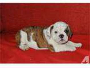 Bulldog Puppy for sale in COLUMBIA, MD, USA
