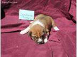 Basenji Puppy for sale in Seabrook, TX, USA